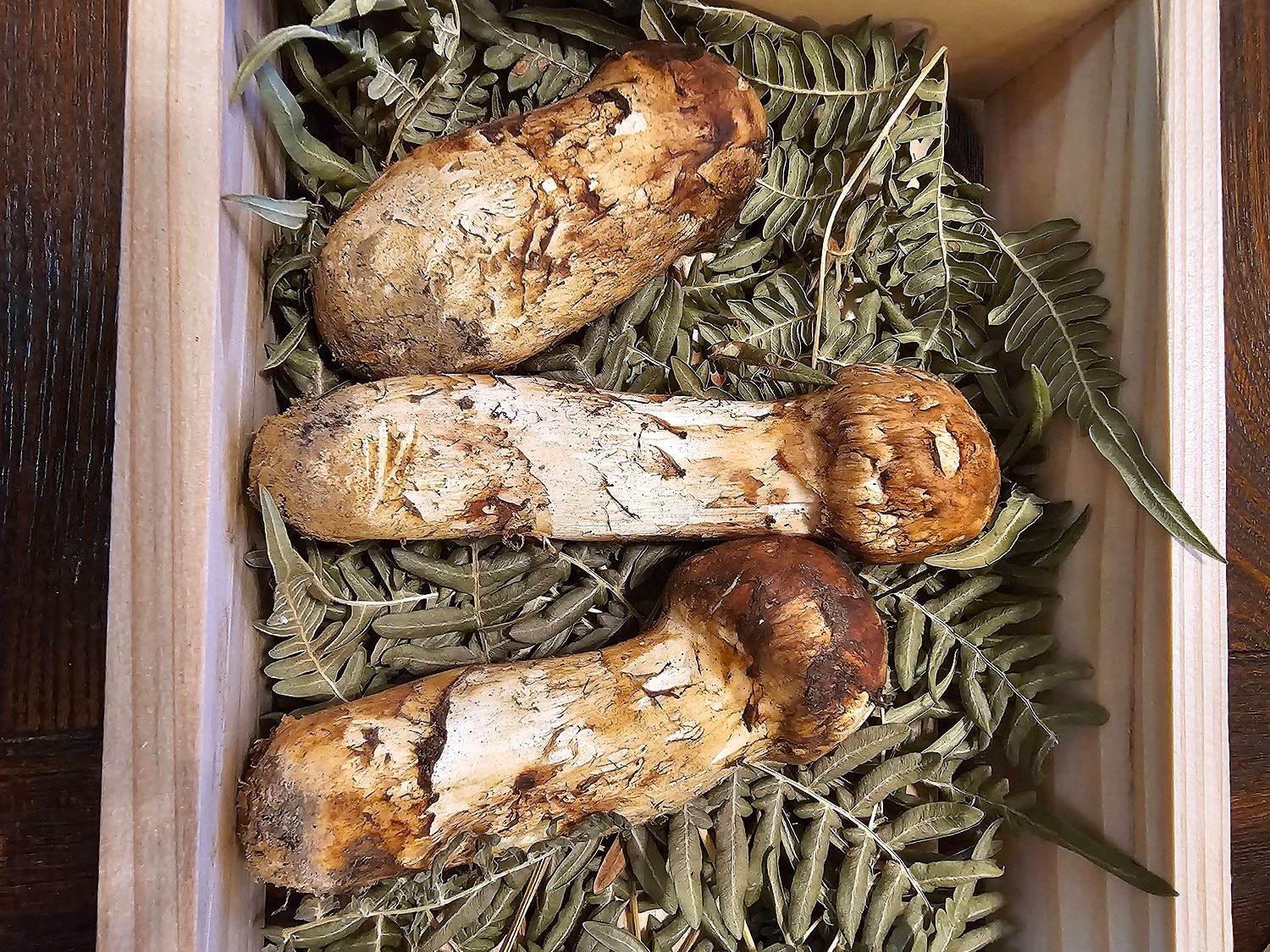 天然松茸大大箱。写真の一箱 松茸 つぼみ マツタケ大つぼみ3本一箱