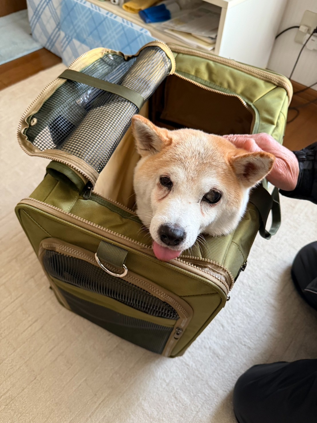 楽天市場】柴犬キャリー 大容量 ペットキャリー キャリーカート