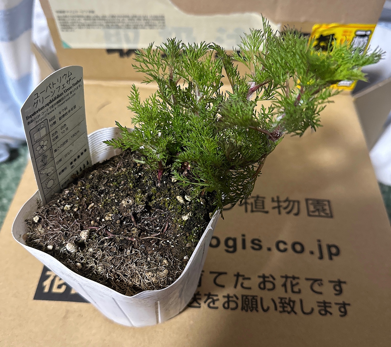楽天市場】ユーパトリウム グリーンフェザー(おぎはら植物園 楽天市場】ユーパトリウム グリーンフェザー(おぎはら植物園