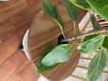 ֥ߥ˥ơ֥ ץĥơ֥ PLT Plants Table 45cm ץ󥿡 ȭ ȭ տʪ ƥꥢ ҡơ֥ ŷ åɡפξʥӥ塼ܺ٤򸫤