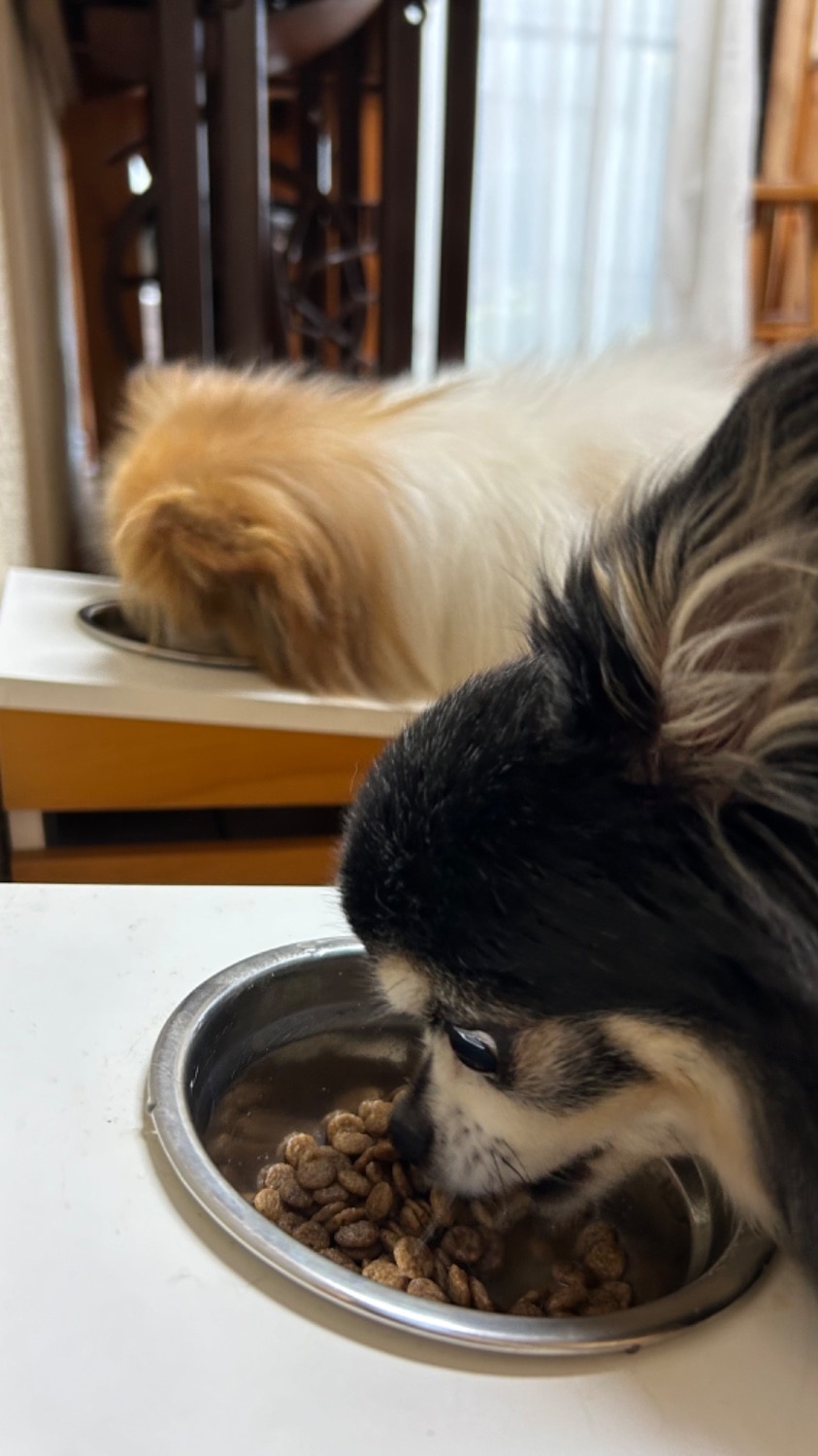 楽天市場】犬用 ダイエティクス キドニーキープ 3kg (1.5kg×2袋