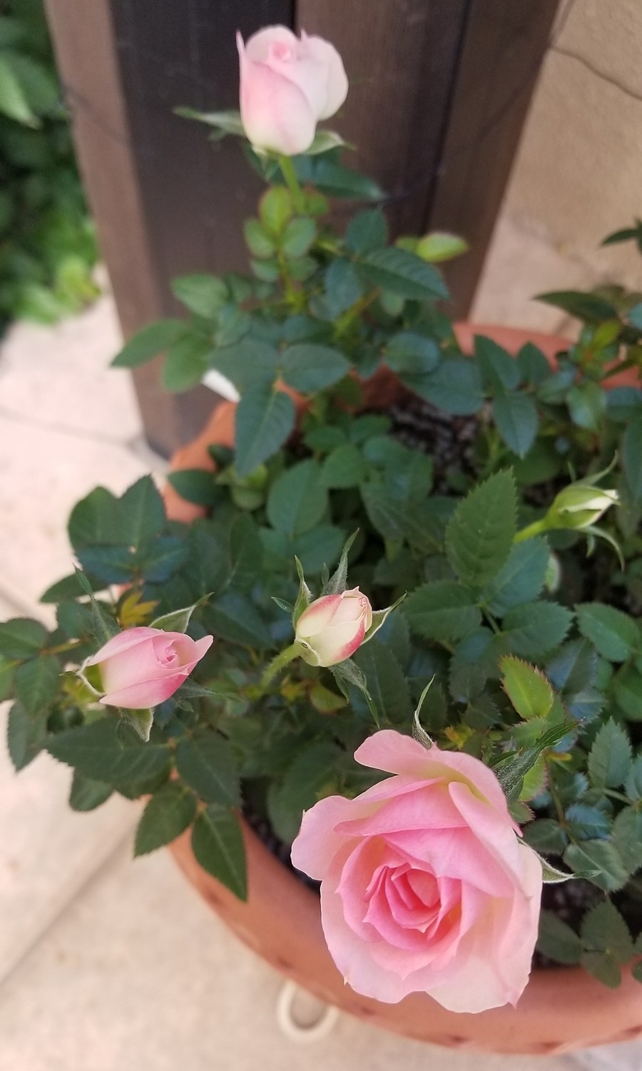 楽天市場 チュチュ オプティマ 3 5号 ミニバラ苗 バラ苗 花壇 花 バラ 薔薇 ミニバラ 種類 ガーデニング ミニバラ専門店 セントラルローズ みんなのレビュー 口コミ