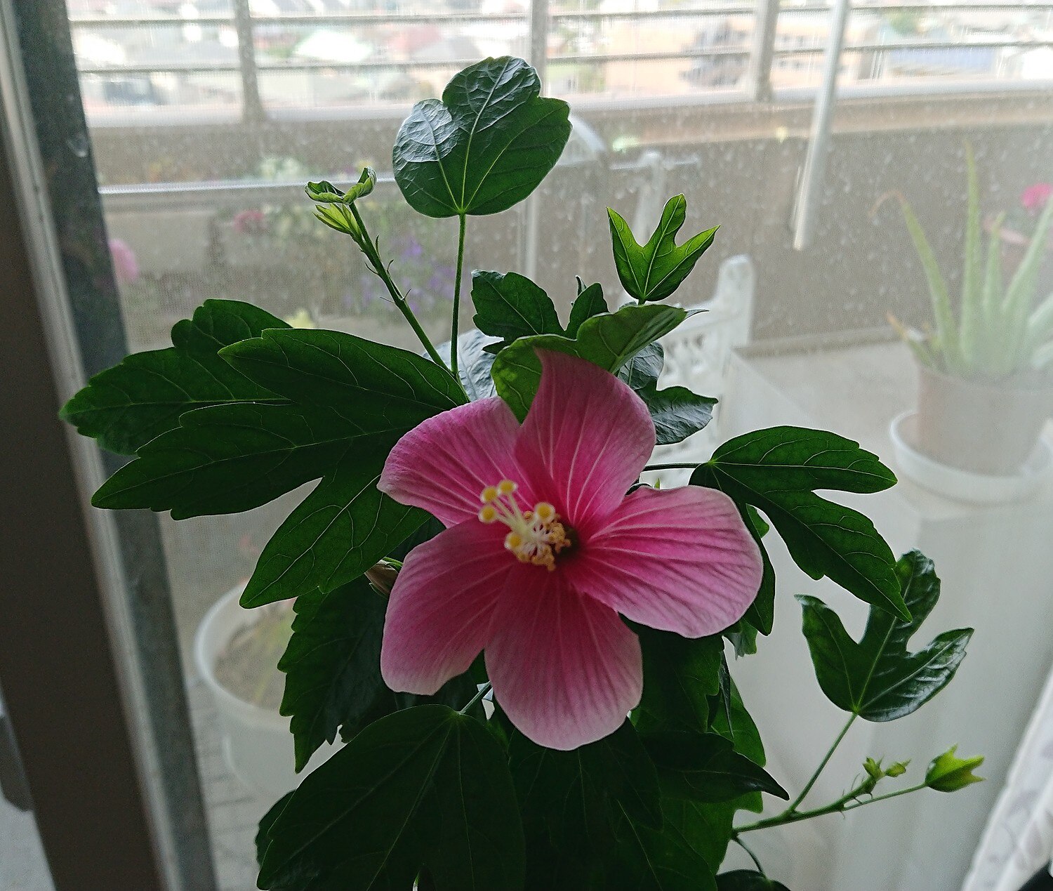 楽天市場 ハイビスカス 苗 ピンクアイス 熱帯植物 トロピカルフラワー ハワイアンフラワー ハイビスカス 日本花卉ガーデンセンター みんなのレビュー 口コミ