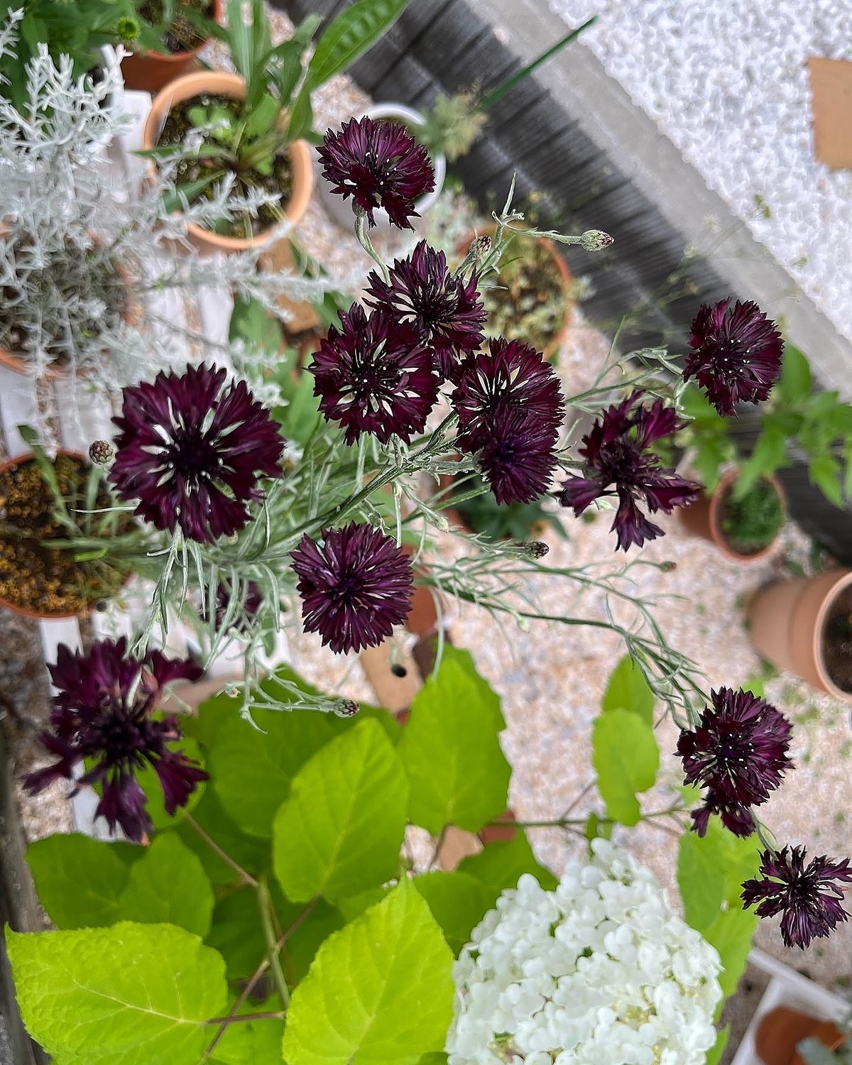 楽天市場 セントーレア ブラックボール おぎはら植物園 みんなのレビュー 口コミ