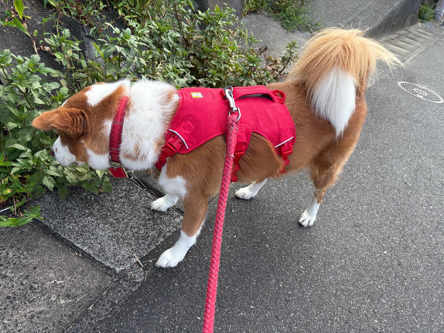 楽天市場】ラフウェア ウェブマスターハーネス 小型犬 中型犬 大型犬
