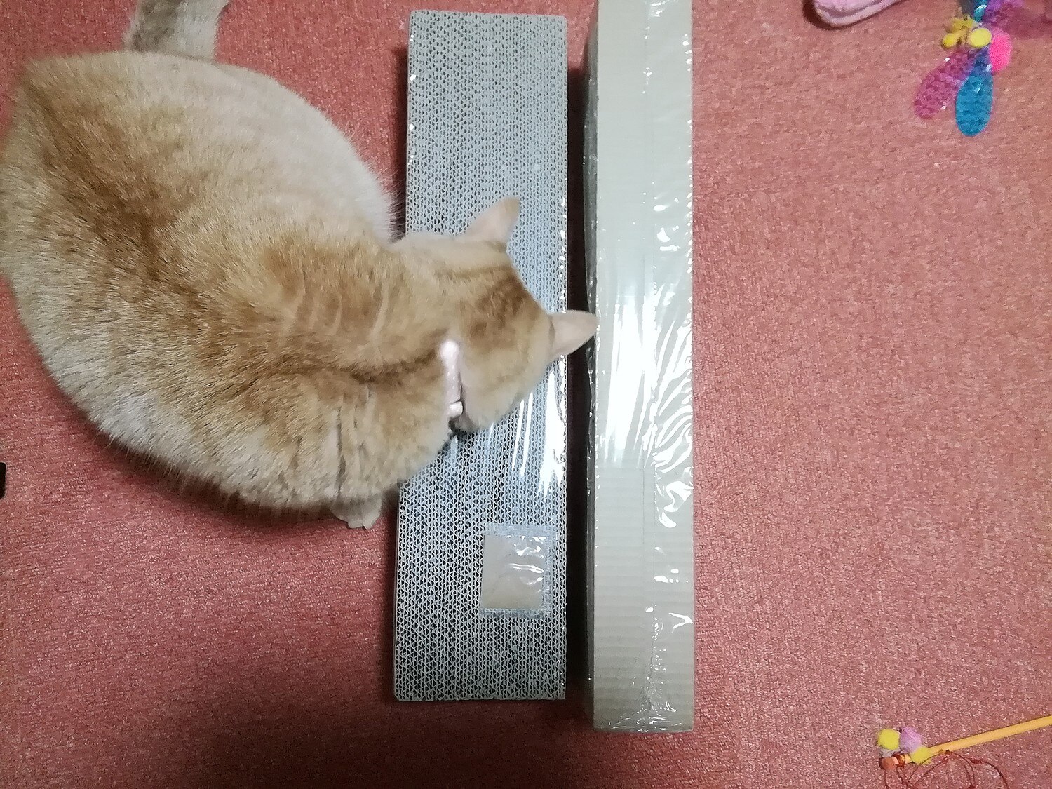 楽天市場 カリカリくん 2枚入り またたび粉付き 猫用 爪とぎ爪みがき Hls Du 関東当日便 Charm 楽天市場店 みんなのレビュー 口コミ