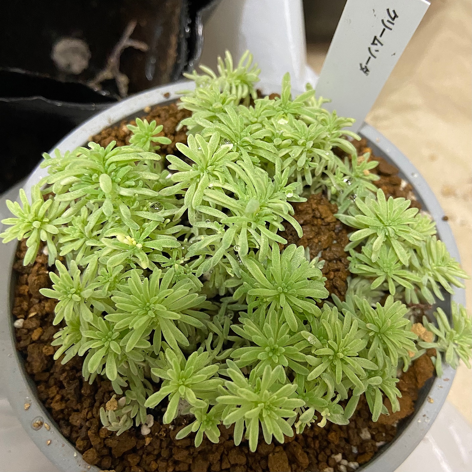 多肉植物 seセダム クリームソーダ （斑入りパリダム）多肉植物 セダム 9cmポット