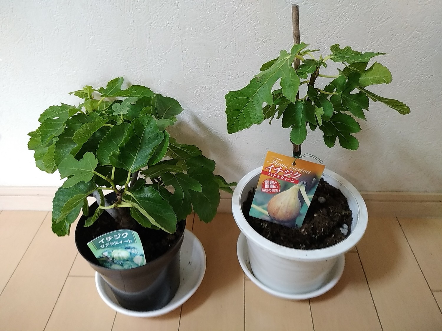 挿木苗 イチジク イチジク 挿木苗 Golden Riverside