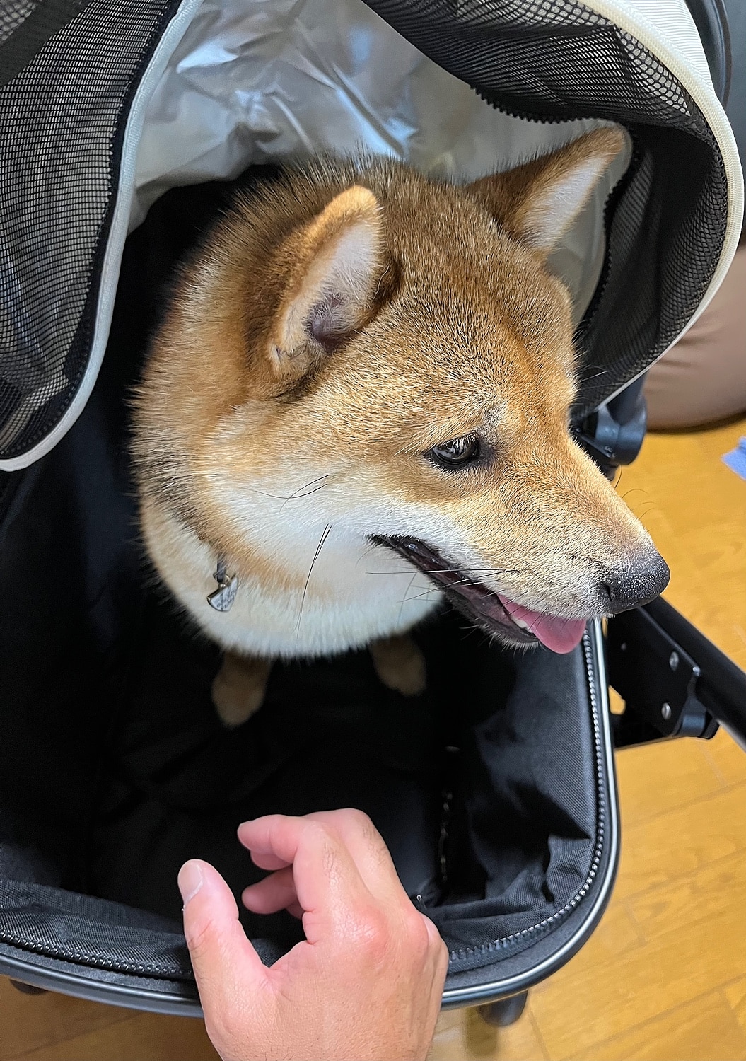 楽天市場】【正規販売店】 ピッコロカーネ リオナ ファスナー