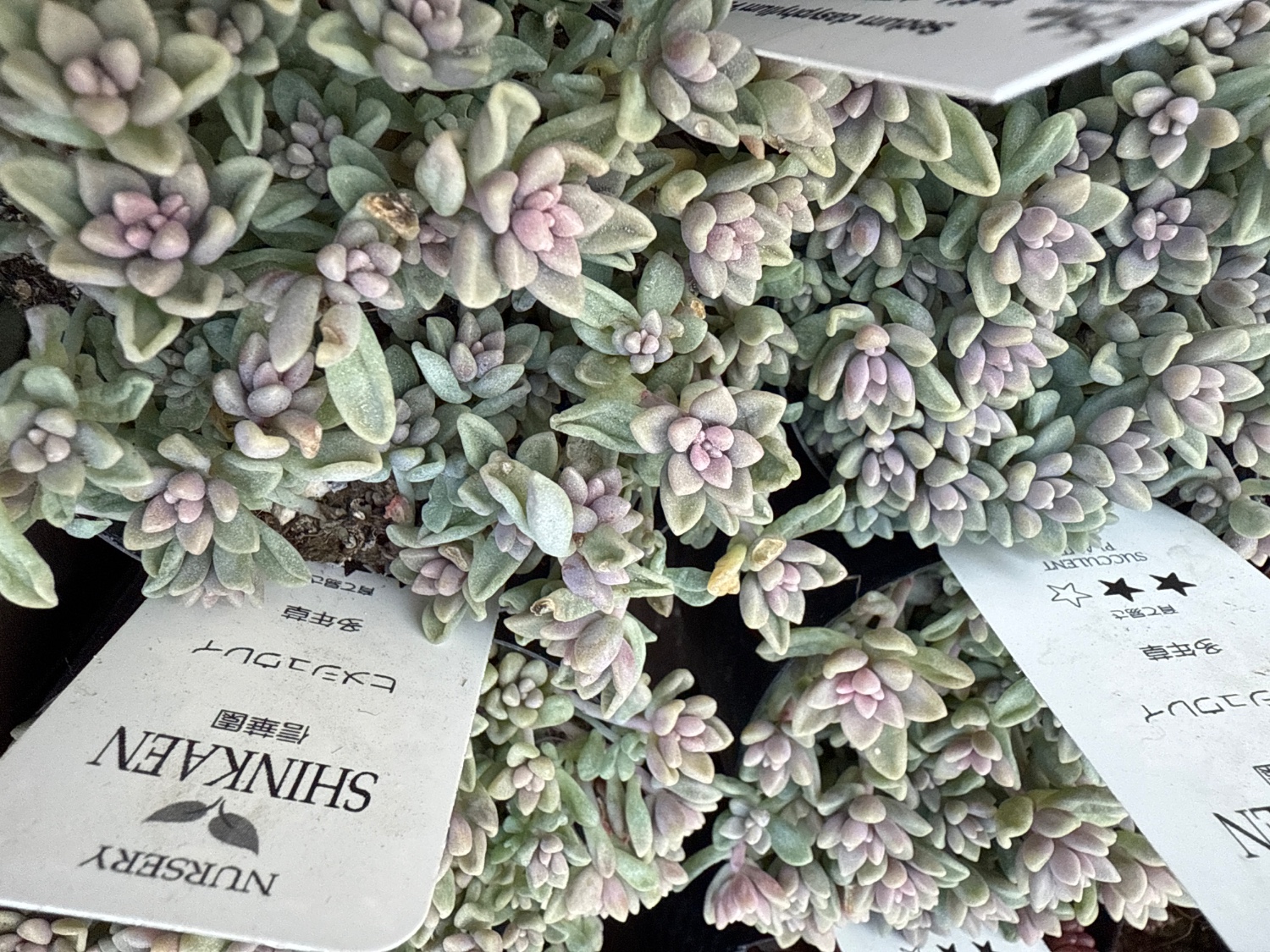 楽天市場】多肉植物 seグラプトペタルム ばらまきヒメシュウレイ