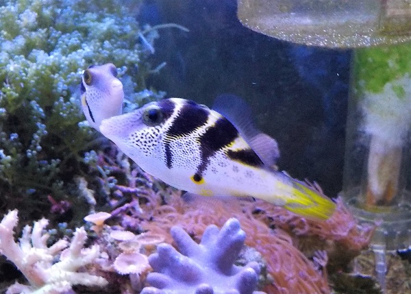 休み 海水魚 シマキンチャクフグ １匹 北海道航空便要保温 modultech.pl