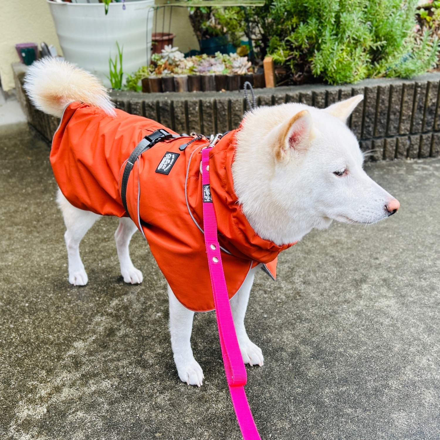 楽天市場】犬 服 レインコート カッパ 高撥水 高透湿 防水 防風 日本製
