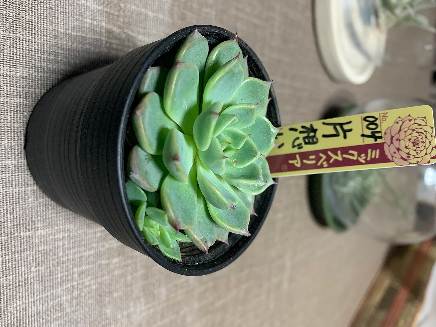 191210-1017 ミックスベリア 004 片想い 6cmポット おらいさん苗 多肉植物 現品 多肉植物 oriミックスベリア No.057 白銀姫 多肉植物 おらいさん苗 送料無料 エケベリア 6cmポット | フラワーネット 日本花キ流通