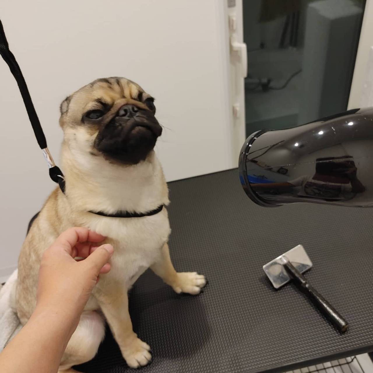 ペットドライヤー 犬用ドライヤー クイックドライ レビュー画像11