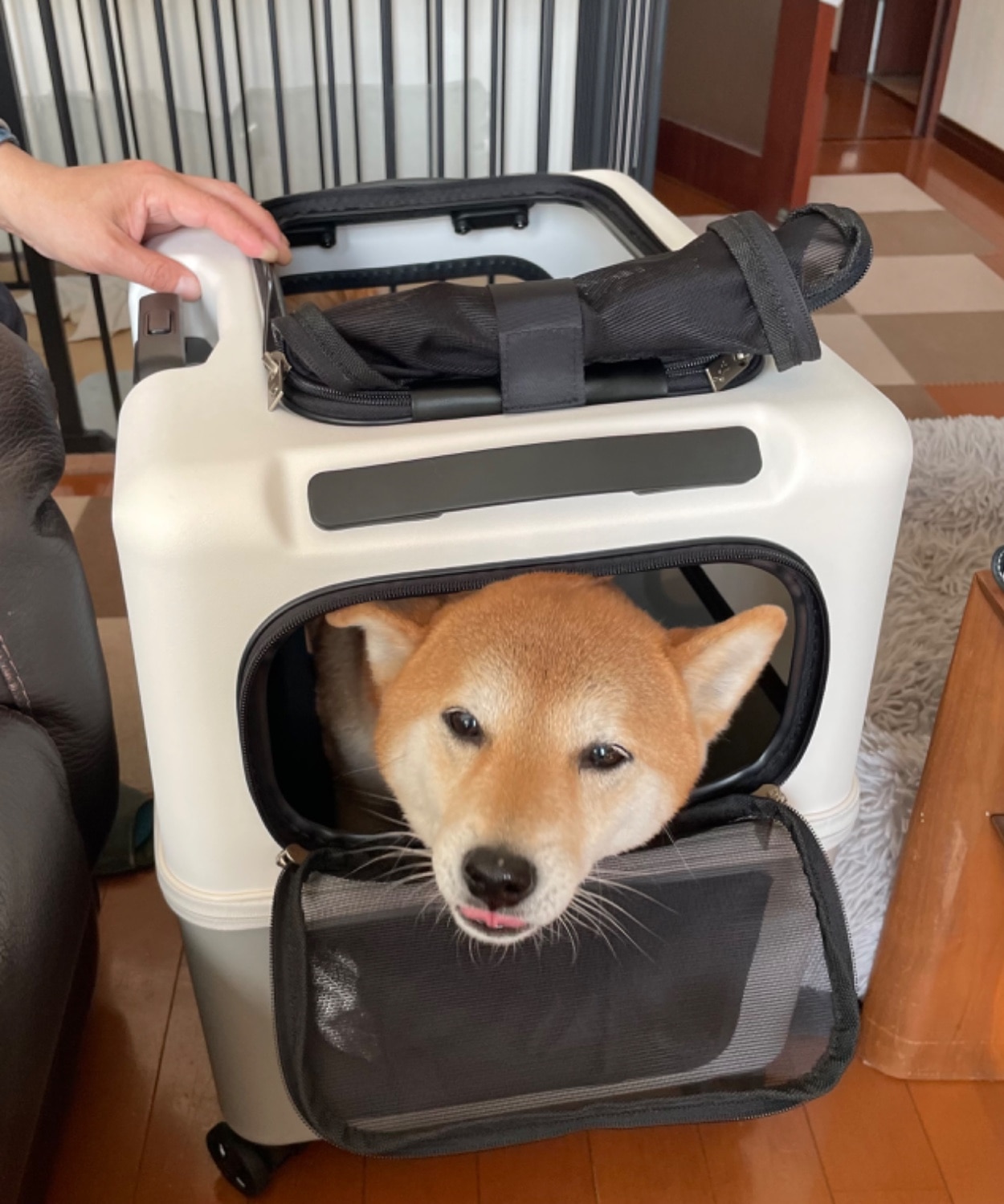 楽天市場】【レビュー特典あり】(うんちが臭わない袋付)【耐重量18Kg