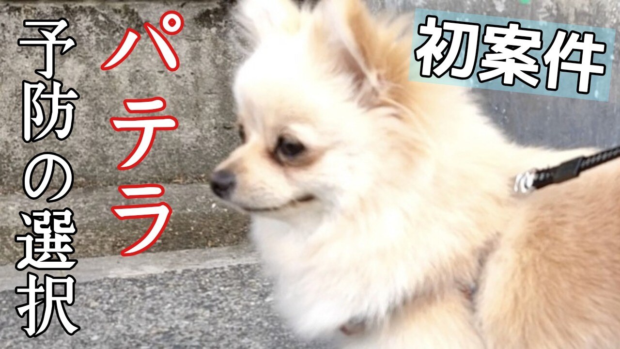 楽天市場 ポベオ膝蓋骨サポーター Xs S M 左 右 レベル2 パテラ 膝蓋骨脱臼サポーター 矯正 リハビリ 犬 段階調節 サポーター 安全素材 Poveo 犬用膝サポーター 膝蓋骨脱臼 十字靭帯損傷 膝関節疾患 Noel Jandk みんなのレビュー 口コミ 楽天市場 ポベオ膝蓋骨サポーター Xs S M 左 右 レベル2 パテラ 膝蓋骨脱臼サポーター 矯正 リハビリ 犬 段階調節 サポーター 安全素材 Poveo 犬用膝サポーター 膝蓋骨脱臼 十字靭帯損傷 膝関節疾患 Noel Jandk みんなのレビュー 口コミ