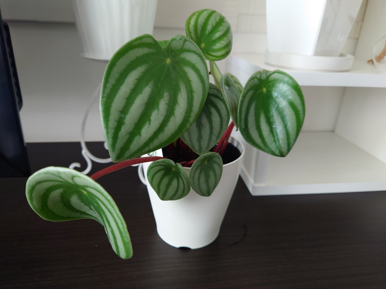 楽天市場】ペペロミア・サンデルシー（通称スイカペペ）スイカ