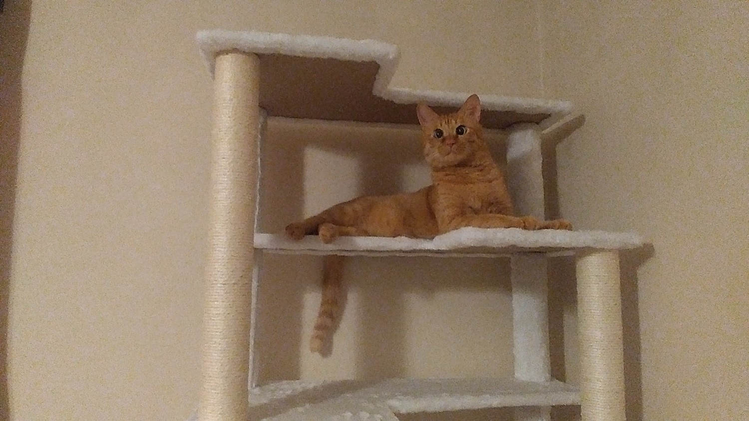 キャットツリー キャットタワー 猫タワー レビュー画像11