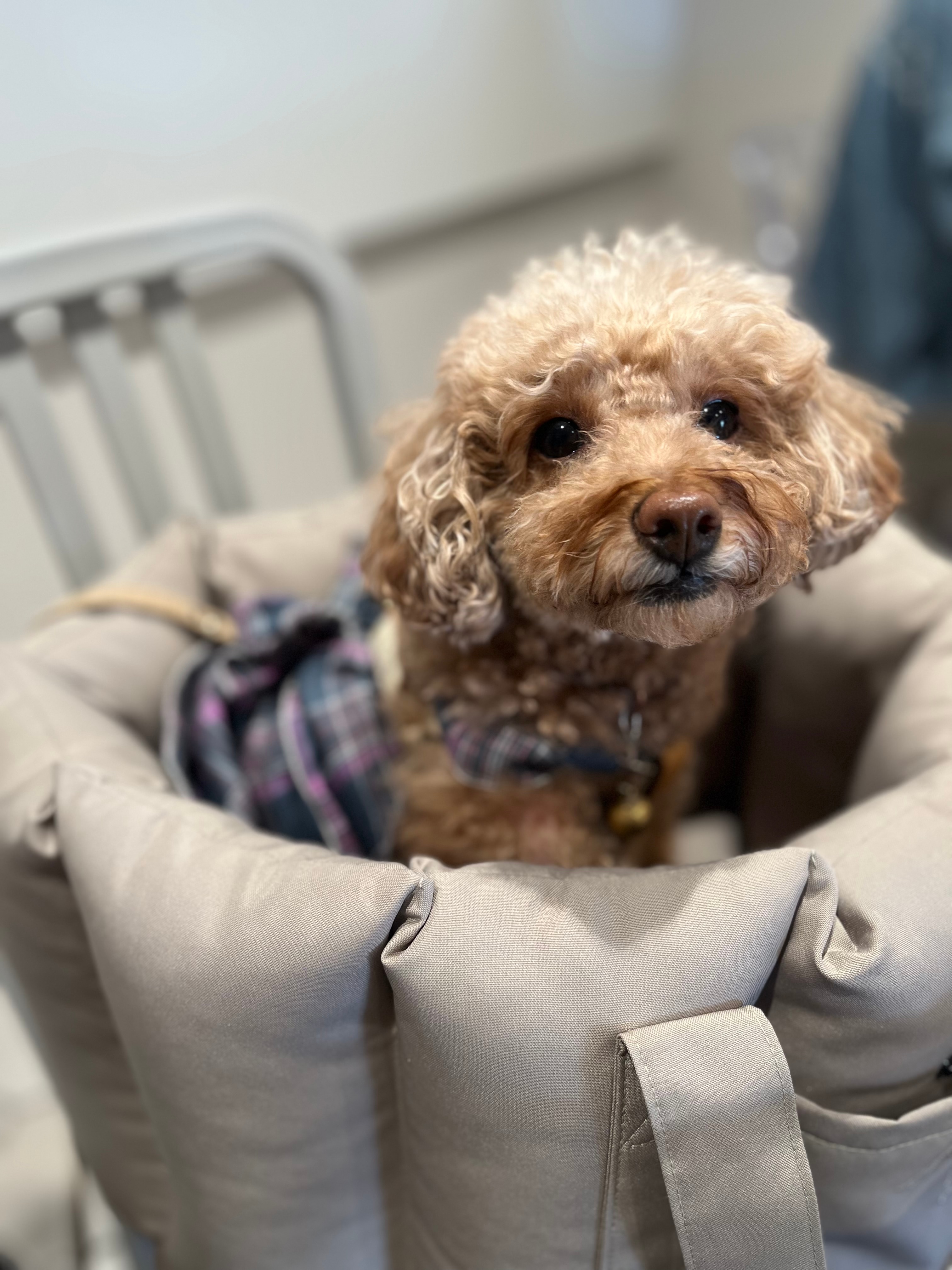 RADICAドライブベッドキャリー コーデュラロゼッタ口コミ 犬ドライブベッドおすすめ レビュー画像11