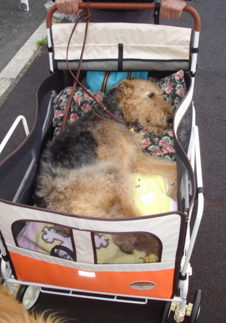 楽天市場 老犬介護用お散歩カート 中大型犬用 送料無料 楽天最安値に挑戦 送料無料 送料無料 行列のできるペット館 未購入を含む みんなのレビュー 口コミ