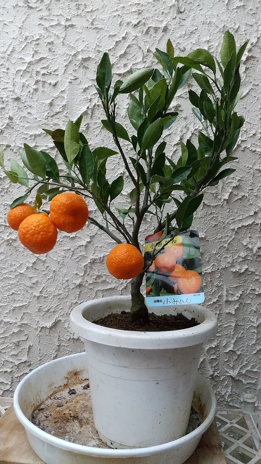 【楽天市場】《 実付き 》 小みかん ( 紀州みかん ) 接ぎ木苗 6号鉢植え(花と緑の専門店 土っ子倶楽部) みんなのレビュー・口コミ 【楽天市場】《 実付き 》 小みかん ( 紀州みかん ) 接ぎ木苗 6号鉢植え(花と緑の専門店 土っ子倶楽部) みんなのレビュー・口コミ