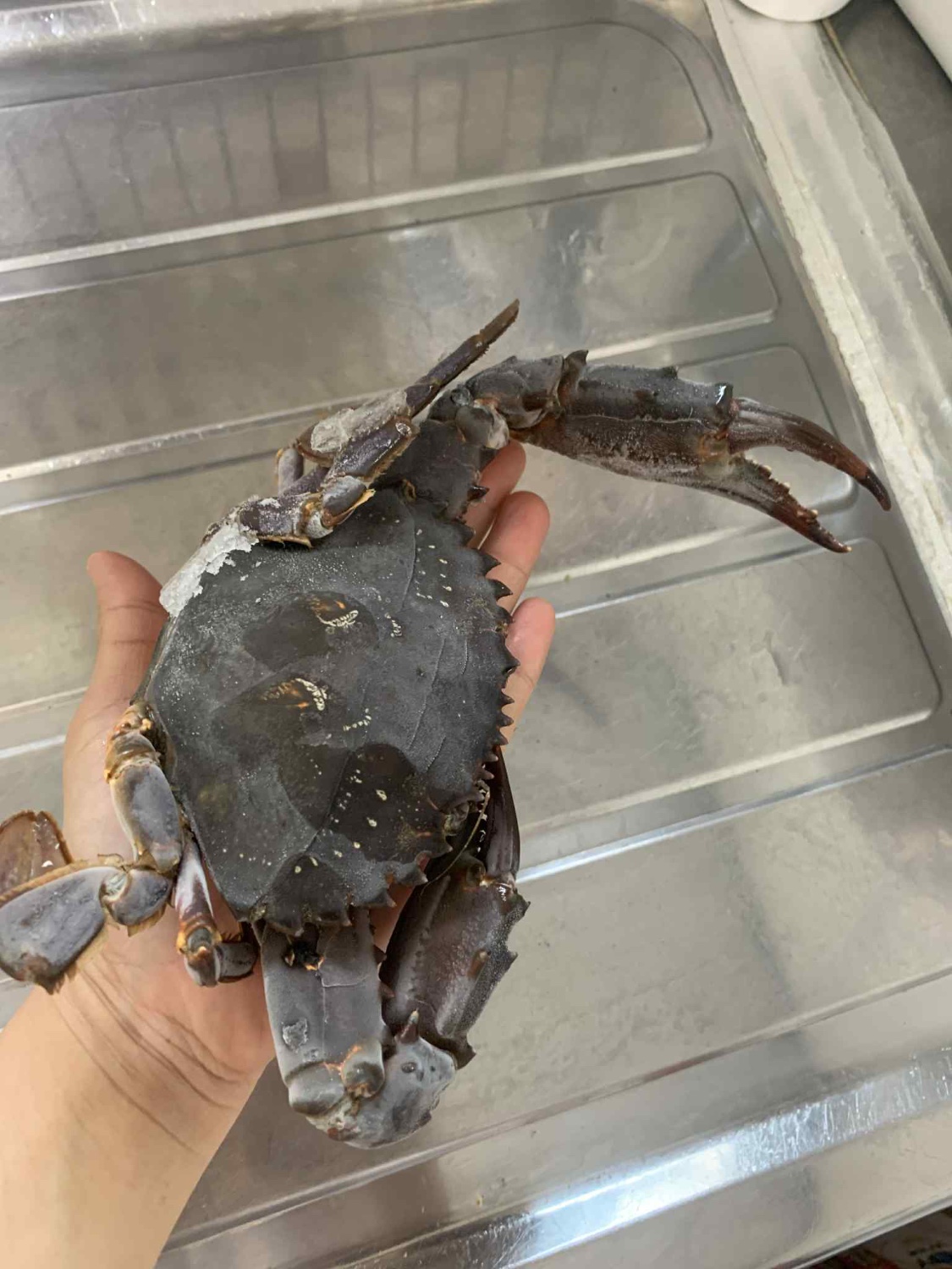 【休業日はプロフ参照「食用イシガニ 石蟹８kg 冷凍発送のみ」 送料無料 4ｋｇ×２箱で発送 店長漁獲の漁師直送品 松島牡蠣屋 離島沖縄対象外 ＢＢＱ 母の日 父の日 ギフト 食べ物 お中元 お歳暮 バーベキュー 海産物 8キロ 楽天市場】「冷凍食用イシガニ 石蟹4kg×2箱」で8kg 送料無料