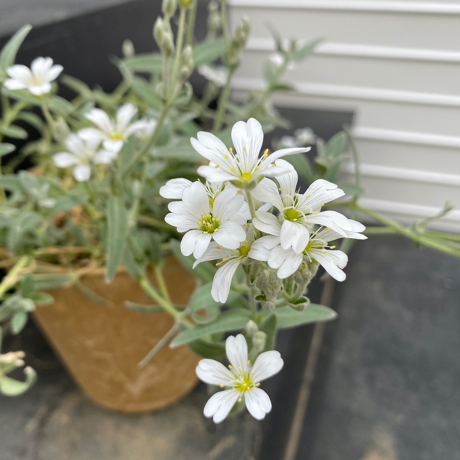 楽天市場 ケラスティウム属 セラスチューム 夏雪草 3号ポット 産直花だん屋 みんなのレビュー 口コミ
