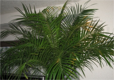 曲がりフェニックスロベレニー 楽天市場】フェニックス ロベレニー 220cm 曲がりアリ（訳あり