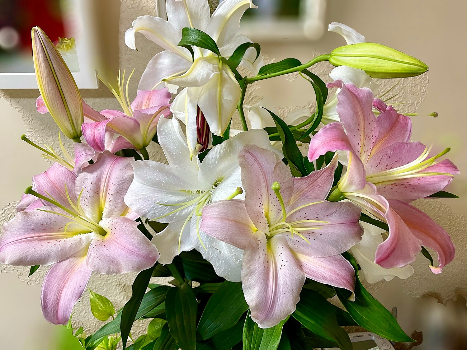 カサブランカ福袋 カサブランカとピンク百合の花束 カサブランカ ユリ 御供 御祝 父の日 百合 記念日 誕生日 【69%OFF!】 御祝