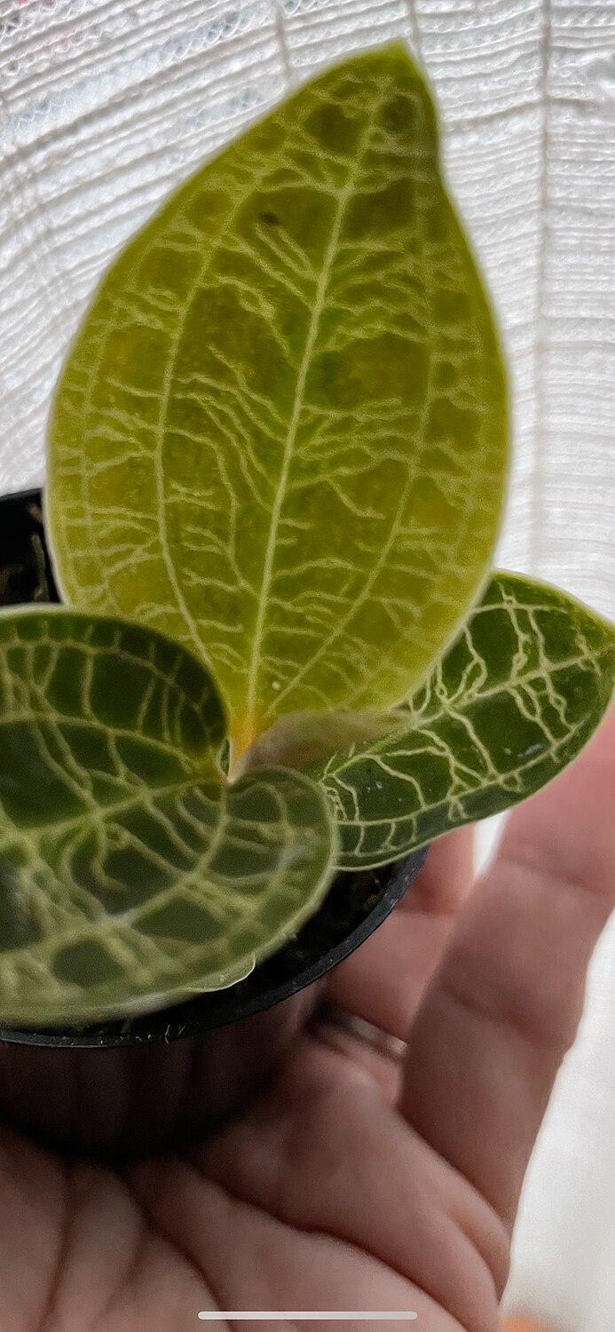 楽天市場 マコデス ペトラ マコデスペトラ 2号 2寸 9 5cm Macodes Petola ナンバンカモメラン 観葉植物 観葉植物 宝石蘭 育て方ガイド付き テラリウム アクアリウム パルダリウム 苔玉 Hanatsumugi Green みんなのレビュー 口コミ