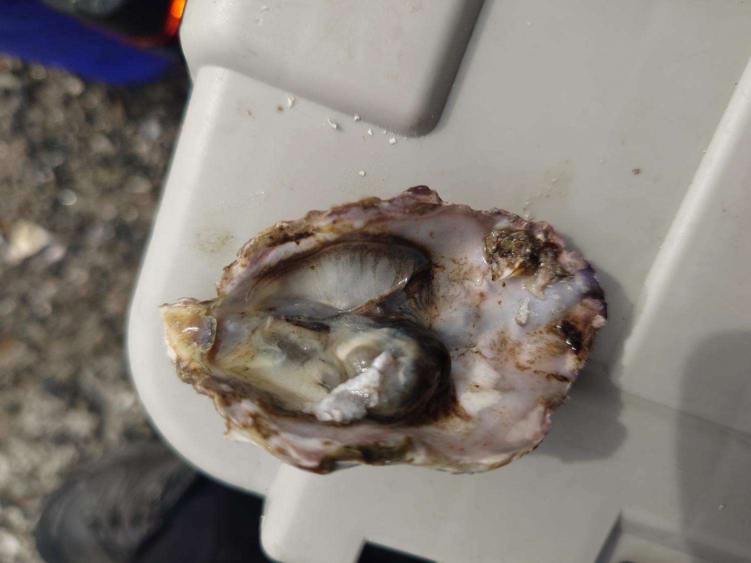広島県産 生牡蠣 釣りエサ用 3kg 約81個 冷蔵配達 生カキ 波止 磯 