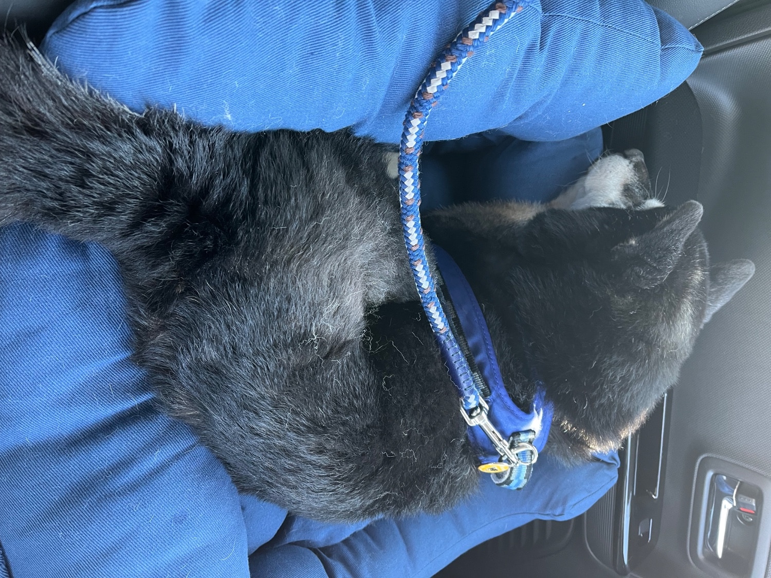 ドライブベッド ドライブボックス 小型犬 中型犬 犬 猫 かわいい Lサイズ ペット クッション ベッド ソファ カドラ ドライブベッド ドライブボックス 犬用ベッド レビュー画像10