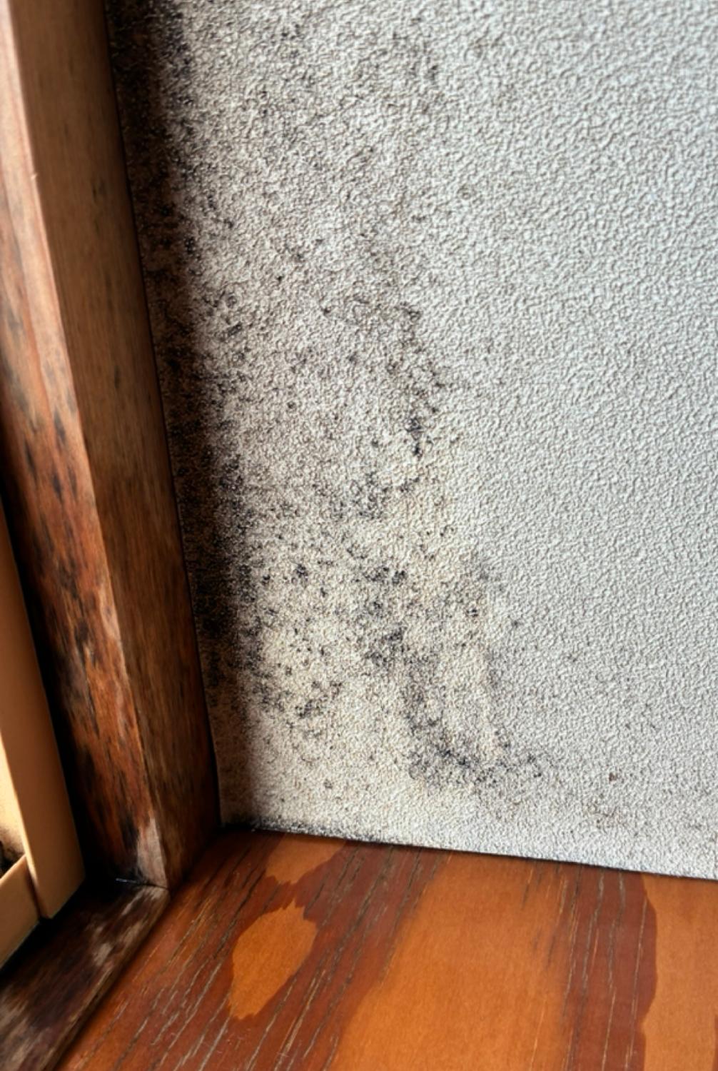 楽天市場】カビ取り剤 カビ取り侍 液スプレー 500g ソフトタイプ 木材