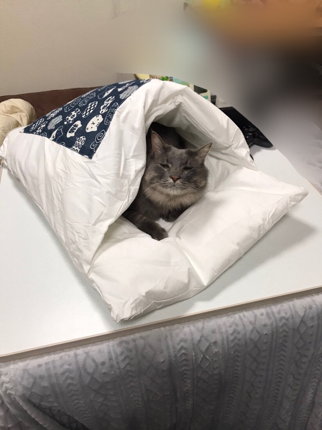 楽天市場 Hsh 猫ベッド 猫用布団 ペットベッド クッション 枕付き 寝袋 65cmx50cm ペットマット 取り外し 洗える かわいい 冬用 保温 小型犬 小動物用 ペットハウス ペット用品 あす楽 送料無料 ホームスウィートホーム楽天市場店 みんなのレビュー 口コミ