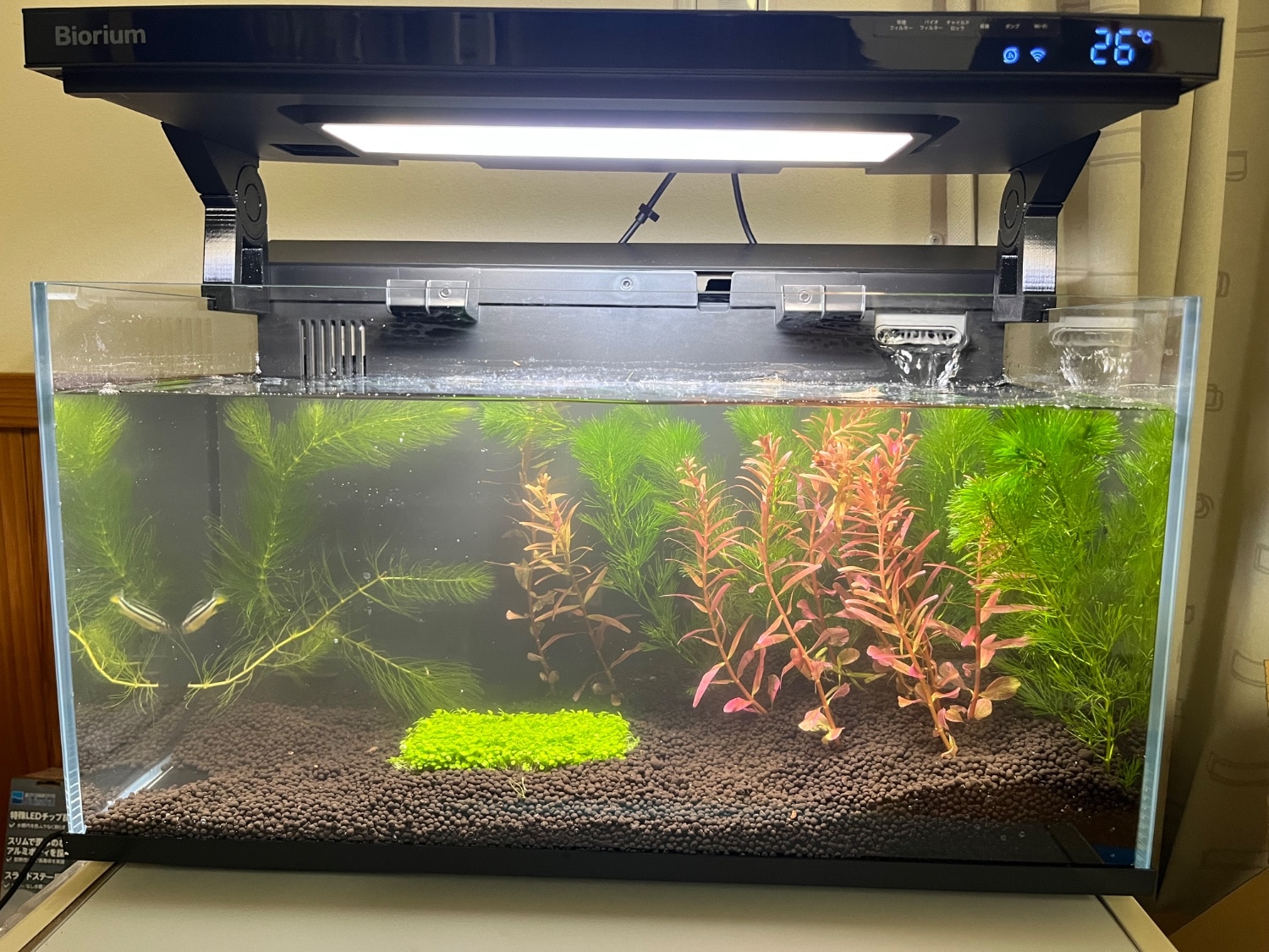 楽天市場】【楽天1位 / 送料無料】 水槽 水槽セット 45cm 初心者