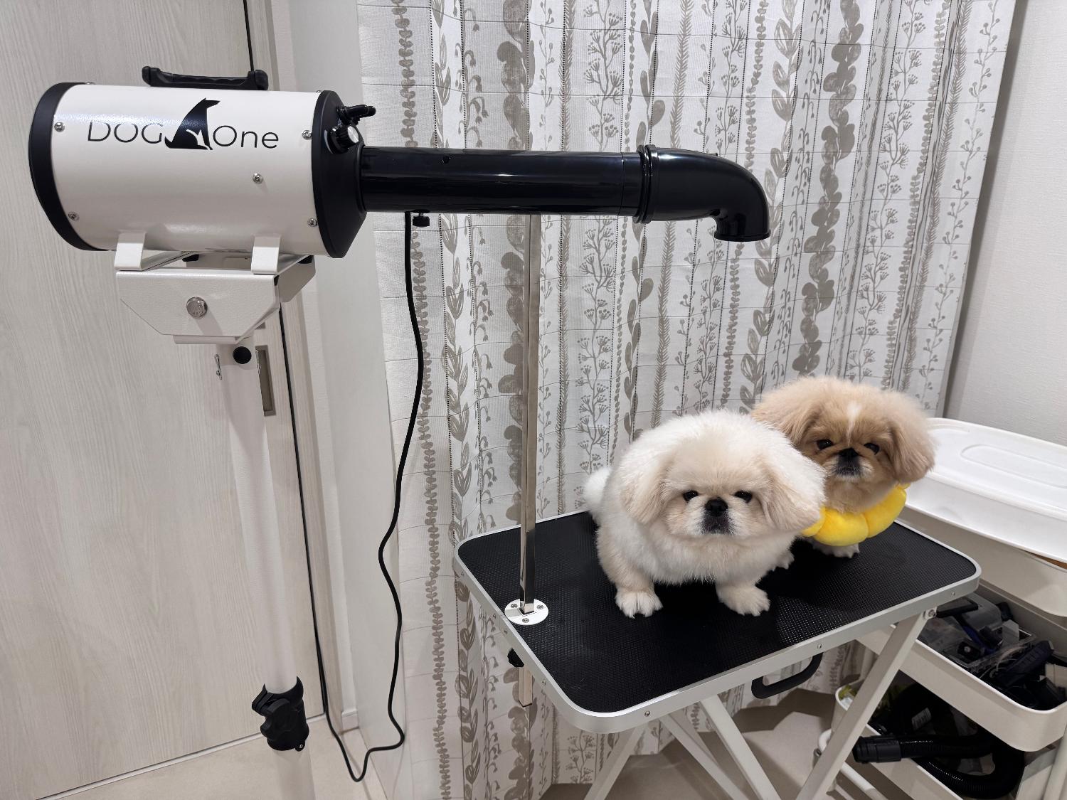 ペットドライヤー 犬用ドライヤー クイックドライ レビュー画像5