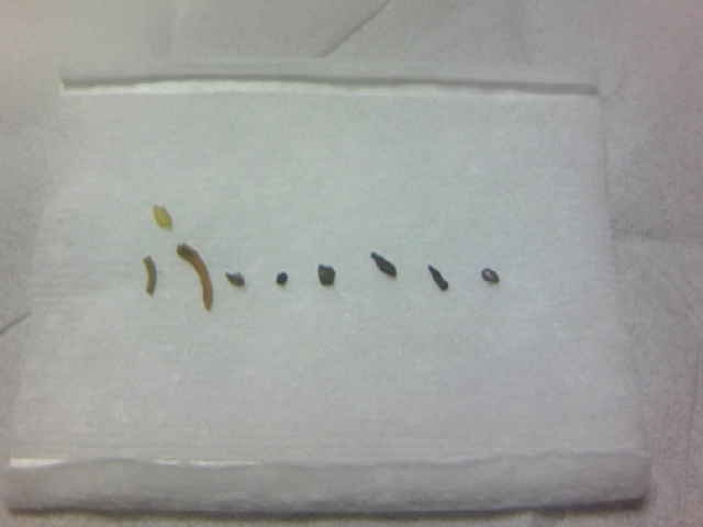 楽天市場 送料無料 進化した有機チアシード ホワイトチアシード 0g10年以上の歳月をかけ進化した米国やセレブの間でバジルシードと2大流行の栄養価に優れたスーパーフード サルバチア 農薬不使用 無添加 ちあしーど 美容 食物繊維 満腹感 ダイエット エイジングケア