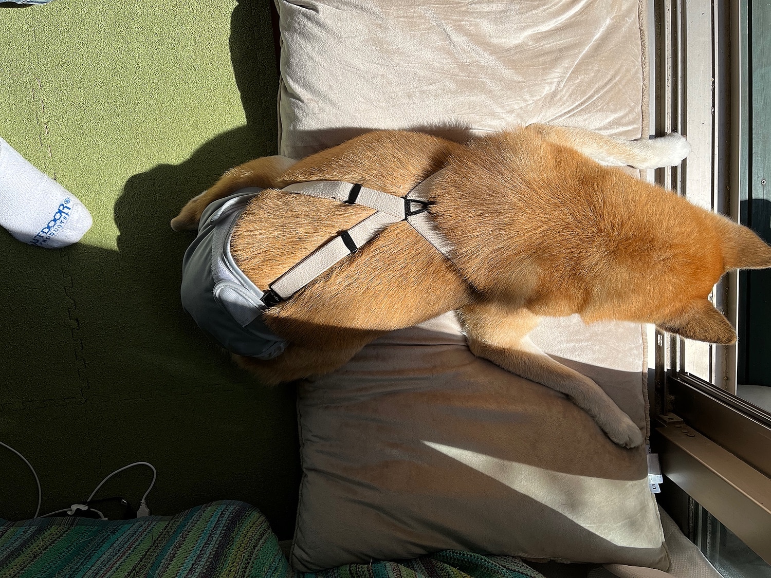 楽天市場 送料無料 犬 サスペンダー ズレヘンダー ドッグ 犬用サスペンダー 介護 おむつ オムツ サニタリー パンツ マナー ドッグウェア サスペンダー 犬の服 ペットウェア マナーパンツ おむつカバー ペット コスプレ 小型犬 大型犬 犬用 猫用 スカート 日本製