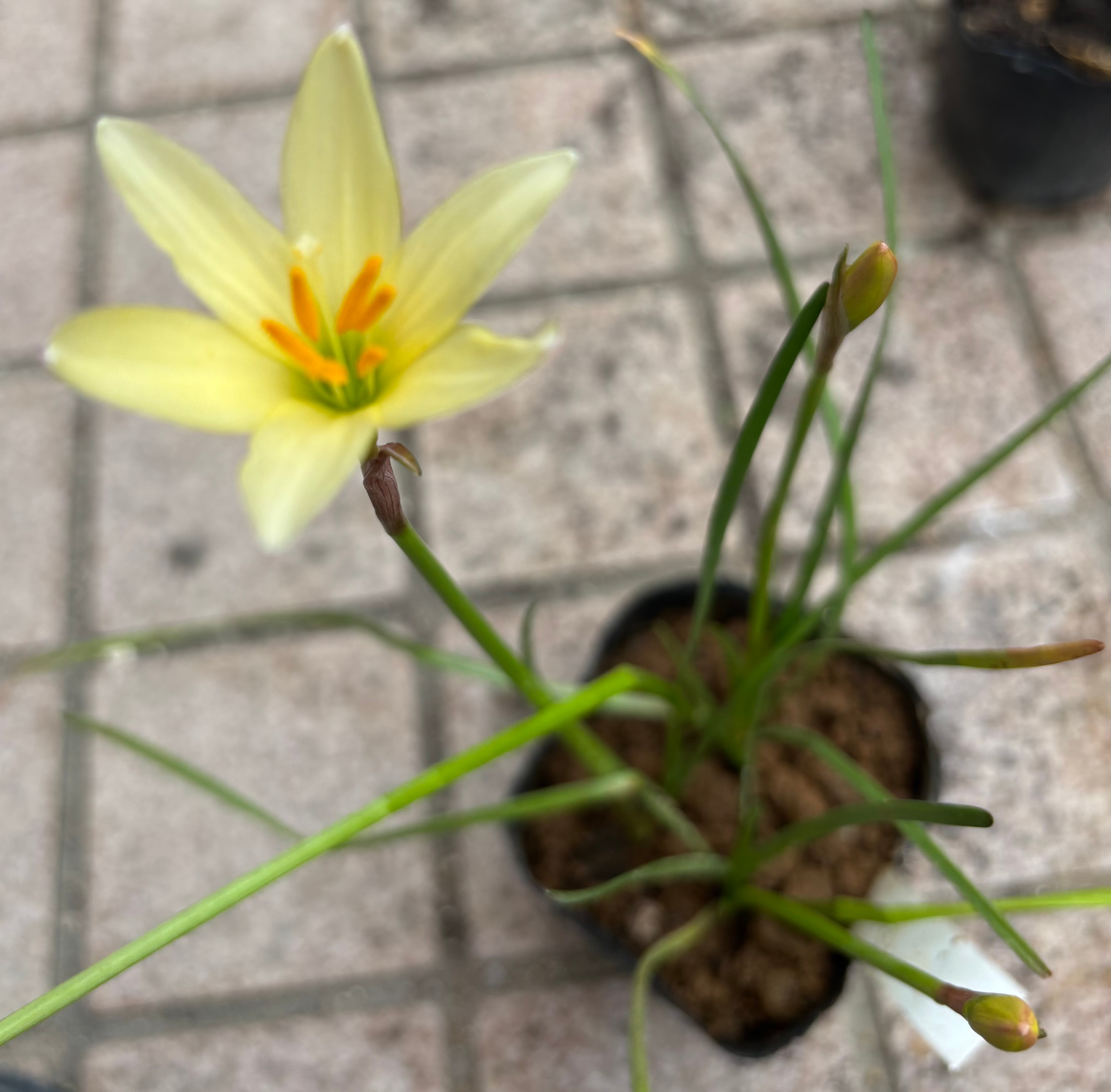 楽天市場】花苗 多年草 花 ゼフィランサス レインリリー ハブランサス