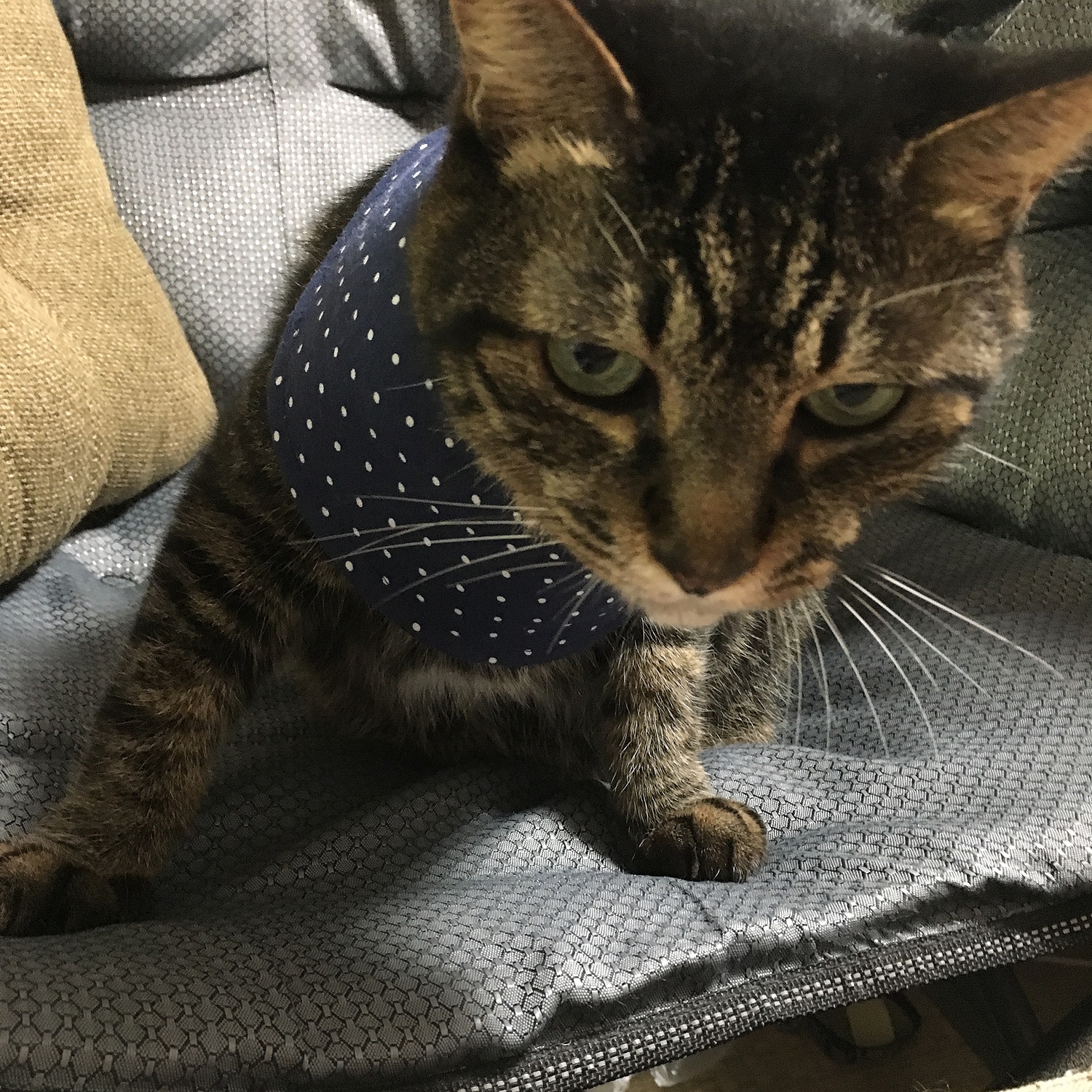 楽天市場 土日祝日発送 猫専用 ネックカラー ニット スタイ よだれかけ 保護服 介護服 猫服 皮膚保護 付け襟 口腔トラブル 扁平上皮癌 Tissues Trunk 5ページ目 みんなのレビュー 口コミ