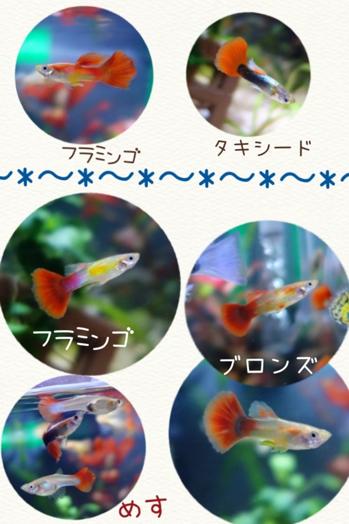 楽天市場 熱帯魚 生体 ブロンズグッピー 外国産 約3cm 3ペア 水槽 熱帯魚 観賞魚 飼育 生体 通販 販売 アクアリウム あくありうむ 小型 ネオス 楽天市場店 みんなのレビュー 口コミ