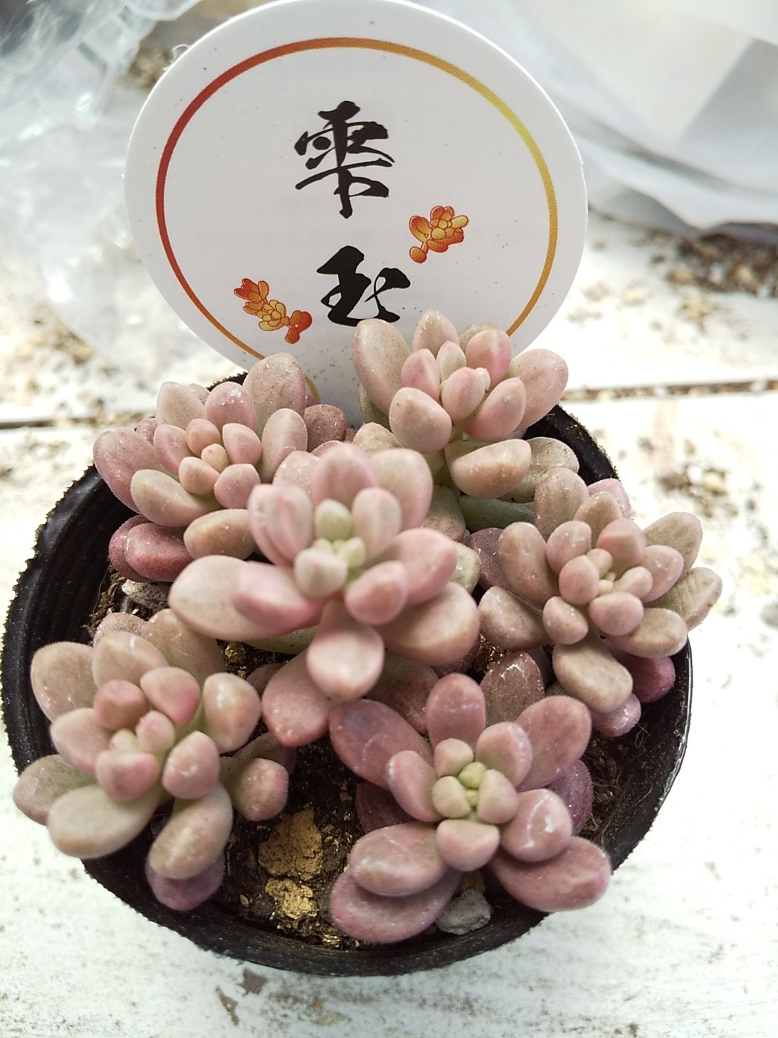 楽天市場】多肉植物 seセダム 雫玉 しずくだま 多肉植物 セダム 斑入り