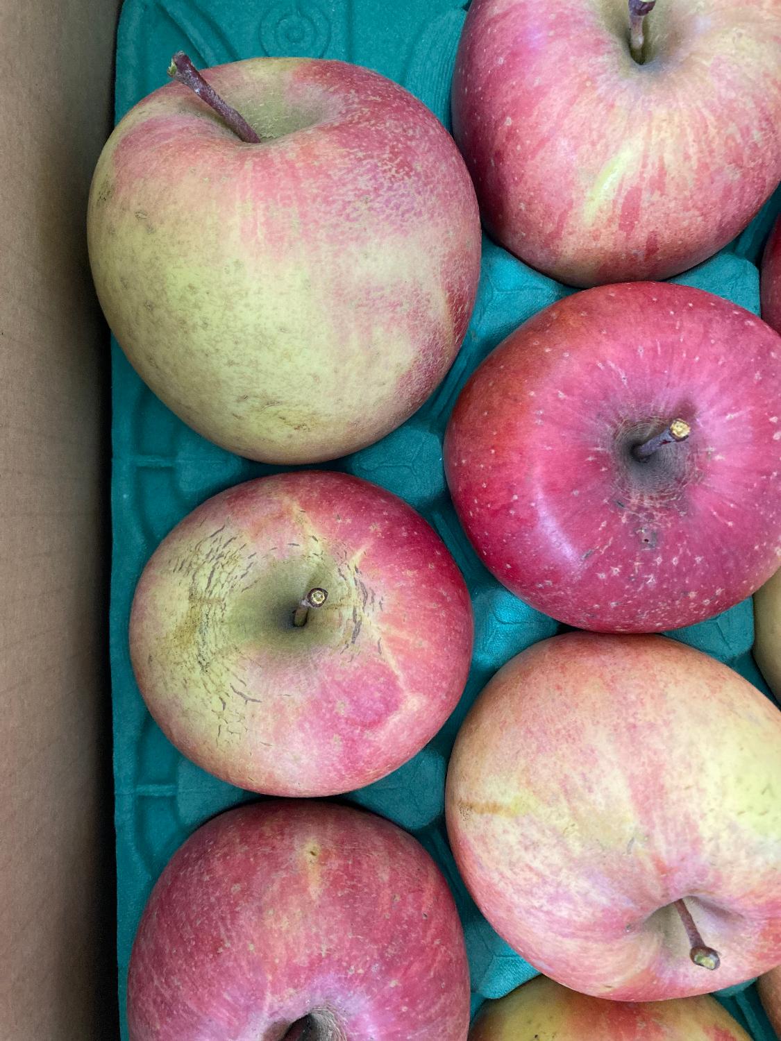 ふるさと納税 訳ありりんご サンふじ レビュー画像6