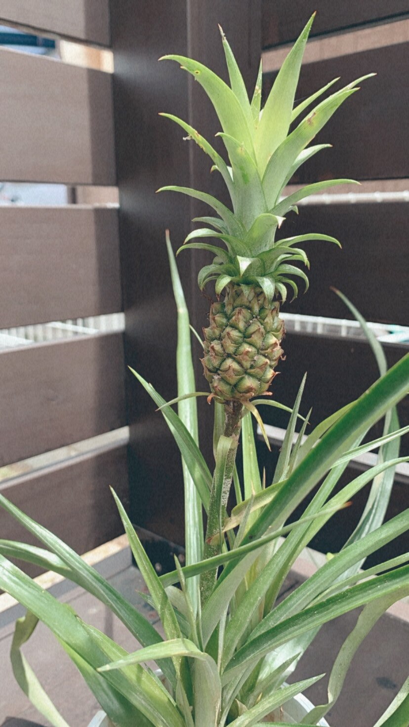 楽天市場 花パイン サンゴパイン パイナップル 観葉植物 新築祝い 開店祝い フラワーギフト Lea Mala Pua 楽天市場店 みんなのレビュー 口コミ