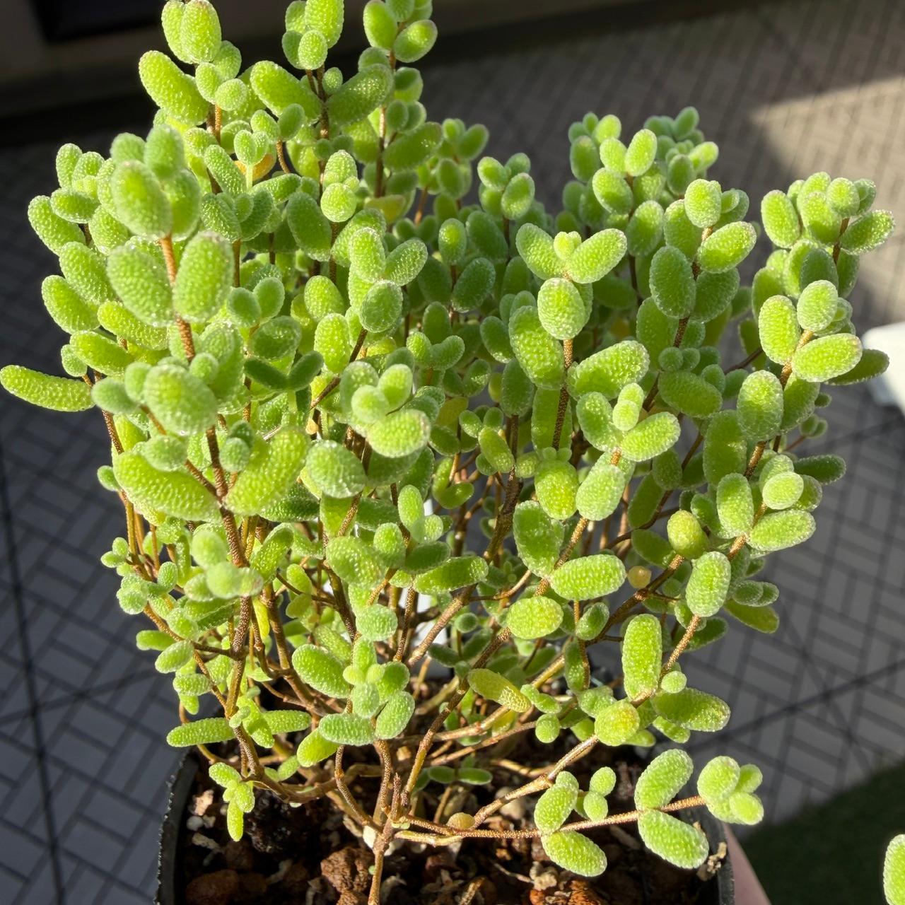 楽天市場】多肉植物 hmドロサンテマム グロボーサム 蜜橘 ミカン