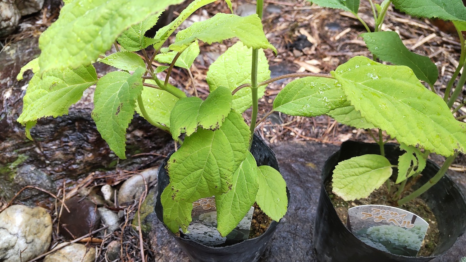 楽天市場 アジサイ アナベル おぎはら植物園 参考になるレビュー順 みんなのレビュー 口コミ