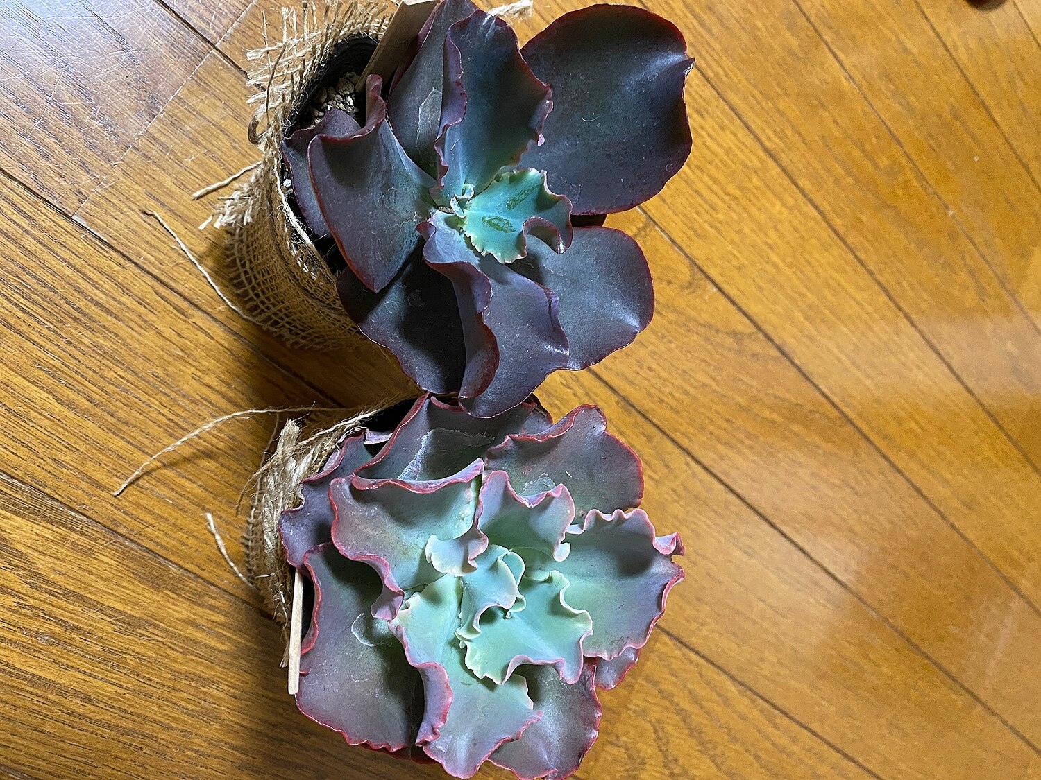 楽天市場 高砂の翁 タカサゴノオキナ エケベリア属 多肉植物 9cmポット観葉植物 雑貨 おすすめ インテリア 暮らし 室内 植物 育て方 サボテン 多肉 多肉植物専門店 ビスタ 未購入を含む みんなのレビュー 口コミ