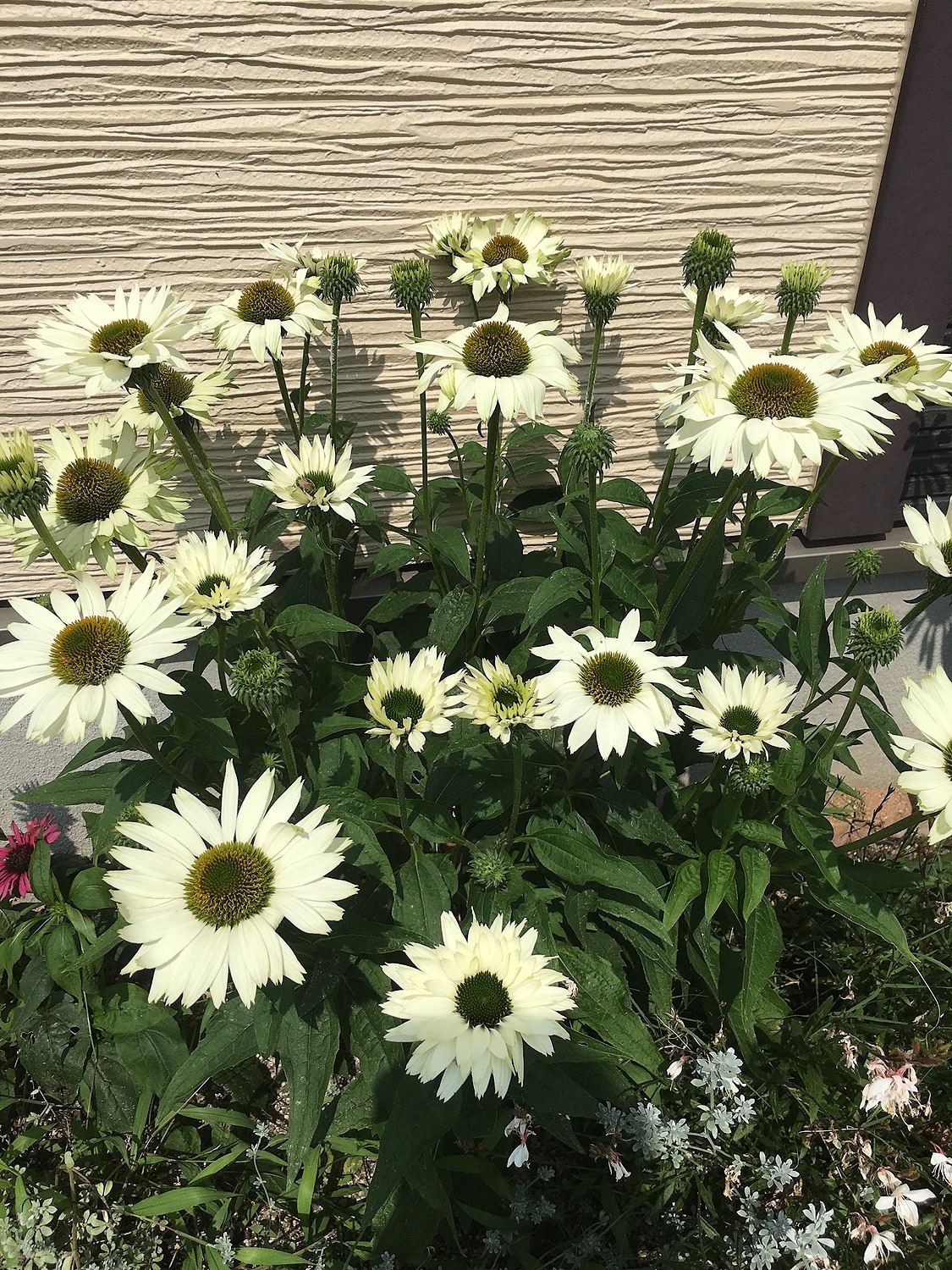 楽天市場 エキナセア バージン おぎはら植物園 2ページ目 みんなのレビュー 口コミ 楽天市場 エキナセア バージン おぎはら植物園 2ページ目 みんなのレビュー 口コミ