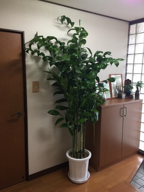 楽天市場 観葉植物 高性 チャメドレア 10号鉢 大型 インテリア アジアン 観葉植物 観葉植物の専門店 彩植健美 みんなのレビュー 口コミ