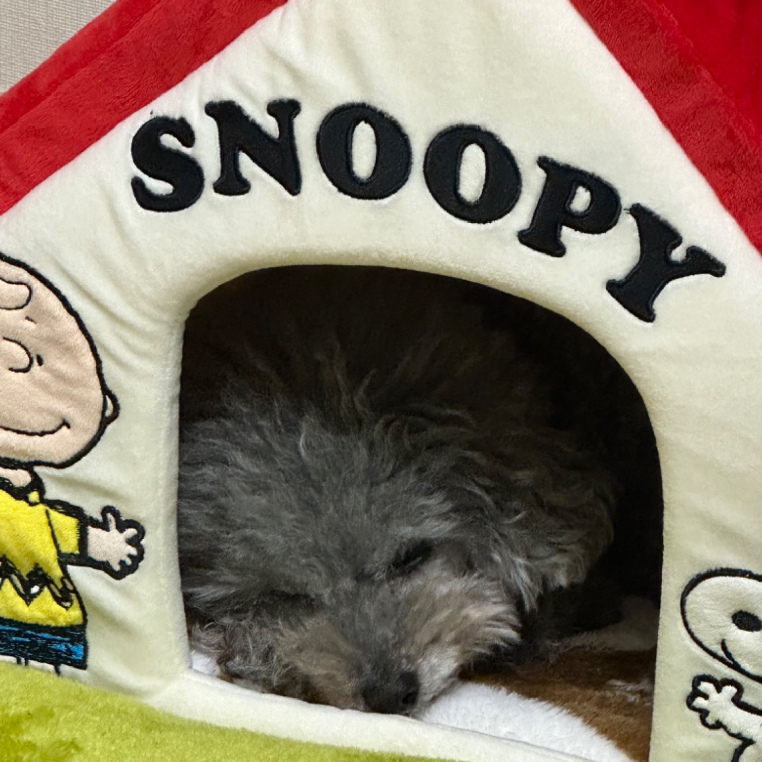 スヌーピーハウス 犬用ベッド ペットパラダイス レビュー画像8